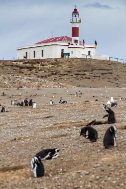Penguin colony on Isla Magdalena island clipart