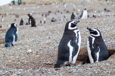Penguen kolonisi Isla Magdalena Adası