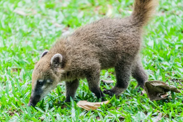 Coati at Iguacu (Iguazu) falls — Stock Photo, Image