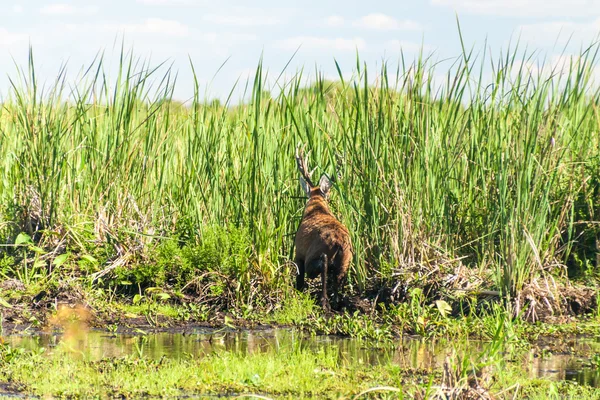 Ciervos de pantano en Esteros del Ibera — Foto de Stock
