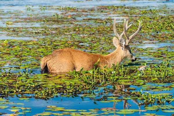 Marsh herten in Esteros del Ibera — Stockfoto