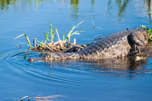 Yacare caiman în Esteros del Ibera — Fotografie, imagine de stoc