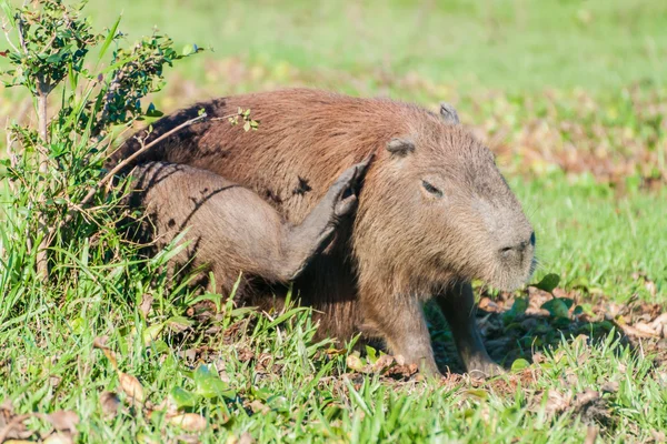 Kapybara i Esteros del Ibera — Stockfoto