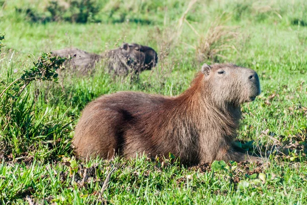 Capybaras в Esteros-дель-Ibera — стокове фото