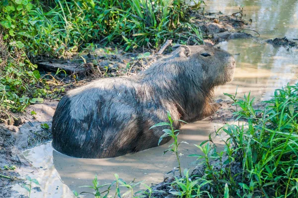 Wasserschwein in esteros del ibera — Stockfoto