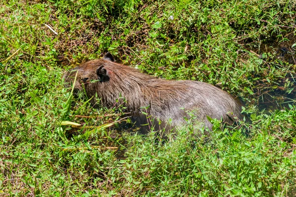 Wasserschwein in esteros del ibera — Stockfoto