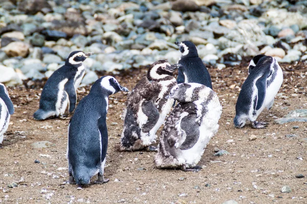 イスラ マグダレナ島のペンギンのコロニー — ストック写真