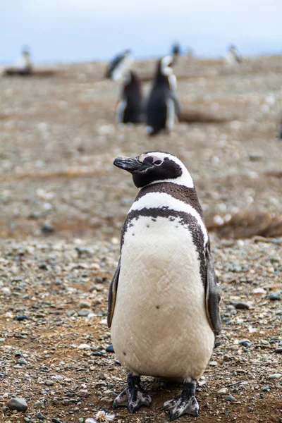 Pingvinkoloni på Isla Magdalena ö — Stockfoto