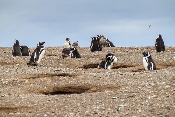 Pinguïn kolonie op het eiland Isla Magdalena — Stockfoto