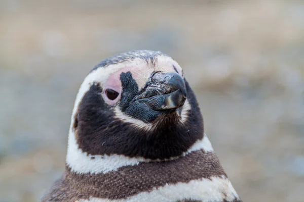 Деталь пингвина в колонии Пингвинов — стоковое фото