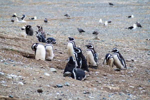 Магелланова колония пингвинов — стоковое фото