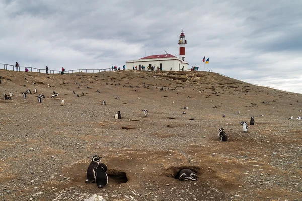 Kolonie tučňáků Magellan — Stock fotografie