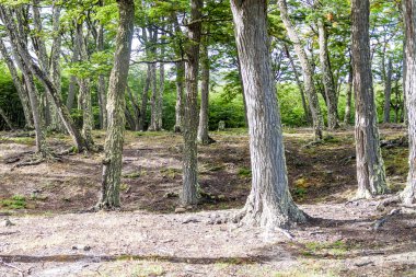Milli Parkı Tierra del Fuego ormanda