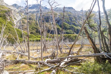 Arjantin Tierra del Fuego