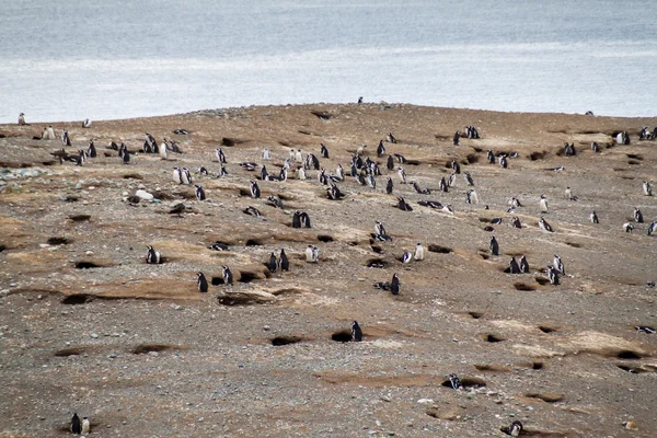 Macellan penguenleri kolonisi — Stok fotoğraf