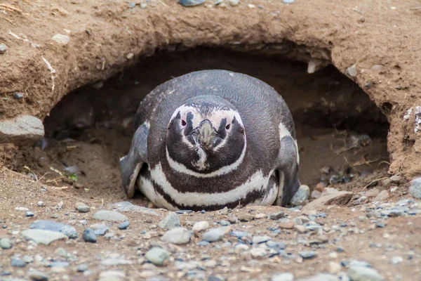 イスラ マグダレナのマゼラン ペンギン — ストック写真