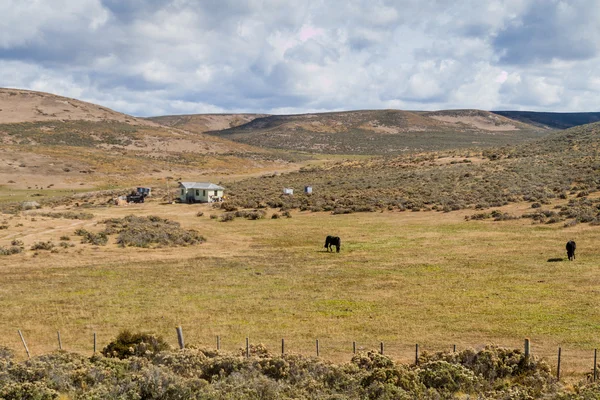 Campo de la isla Tierra del Fuego — Foto de Stock