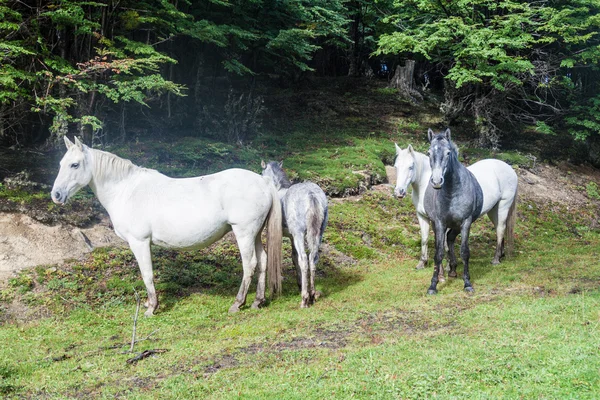 Chevaux dans le parc national Tierra del Fuego — Photo