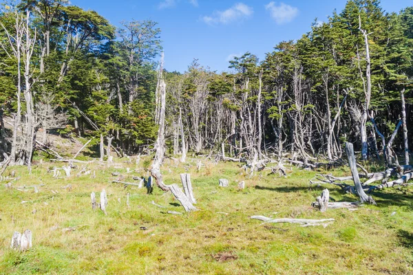 Floresta no Parque Nacional Tierra del Fuego — Fotografia de Stock
