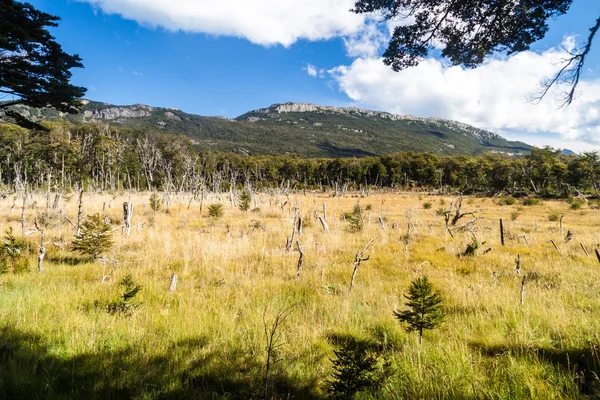 Floresta morta no Parque Nacional Tierra del Fuego — Fotografia de Stock