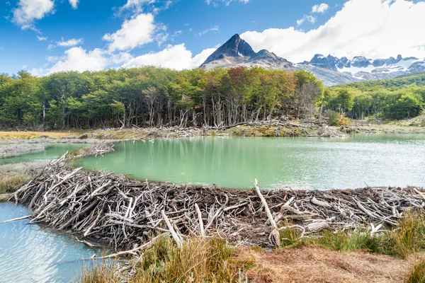 Beaver dam at Tierra del Fuego — Stock Photo, Image