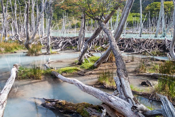 Beaver dam och sjön — Stockfoto