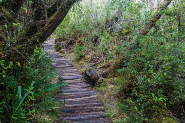 Sahil Milli Parkı Chiloe ormanında