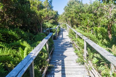 Boardwalk Chiloe Milli Parkı'nda