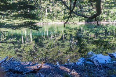 Lago Chico Gölü Milli Parkı Huerquehue