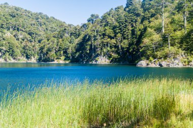 Laguna Toro Gölü Milli Parkı Huerquehue
