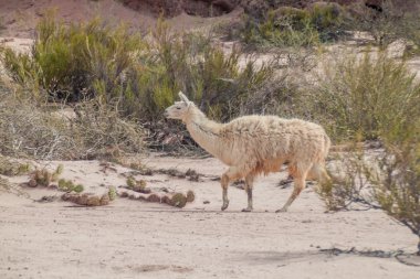 Lama Quebrada de Cafayate içinde yürür