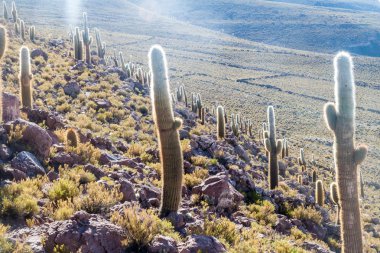 Büyük Trichoreus cactii grup 
