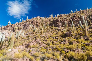Büyük Trichoreus cactii grup 