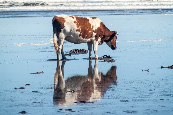 La vache mange de l'herbe marine — Photo