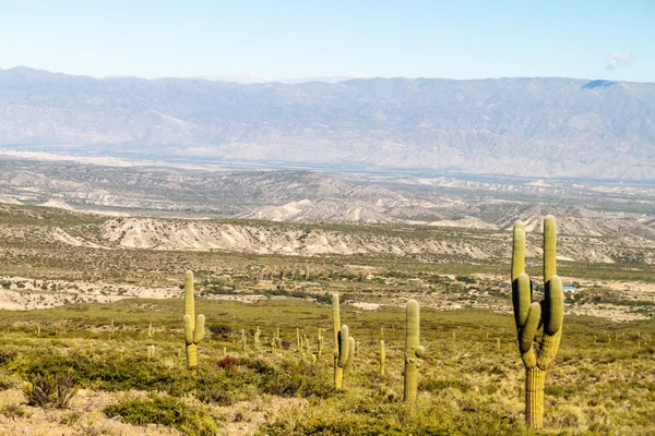 Krajobraz z kaktusów w pobliżu Amaicha del Valle — Zdjęcie stockowe