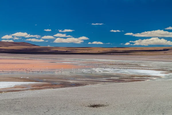 Flamingos em Laguna Lago Colorada — Fotografia de Stock