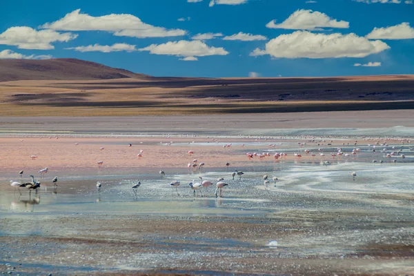 Flamingo's in Laguna Colorada lake — Stockfoto