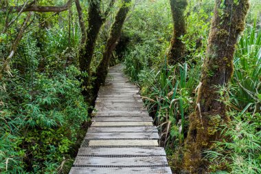 Sahil Milli Parkı Chiloe ormanında