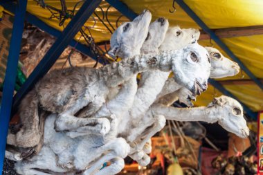 El Alto bir yerel cadı Pazar Lama fetusa