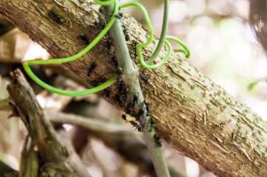 Karıncalar bir ağaç dalı üzerinde