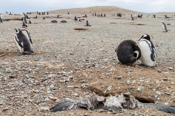 Колония пингвинов на острове Магдалена — стоковое фото