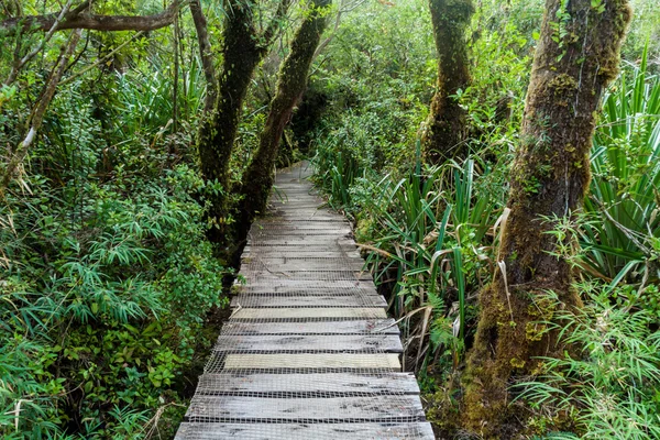 Paseo marítimo en un bosque en el Parque Nacional Chiloé — Foto de Stock