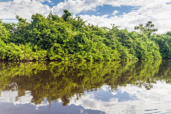 Trees lining river Yacuma — Stock Photo, Image