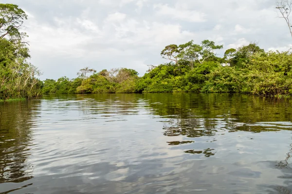 Trees lining river Yacuma — Stock Photo, Image