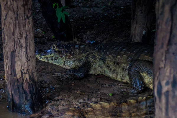 Caiman under the riverside tourist lodge — Stock Photo, Image