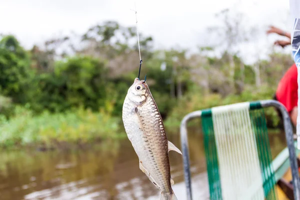 Piranha pescato dal fiume Yacumo — Foto Stock