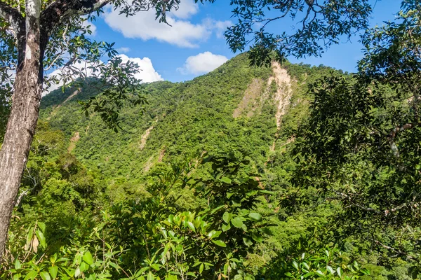 ジャングル カバー山 — ストック写真