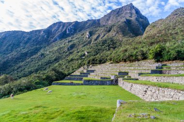 Machu Picchu Harabeleri otlatma llamas