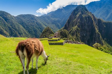 Lamas at Machu Picchu ruins clipart