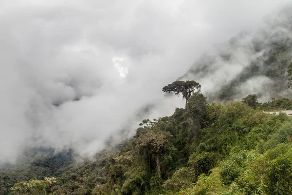 アブラ マラガの下山中の霧深いジャングルを渡す — ストック写真